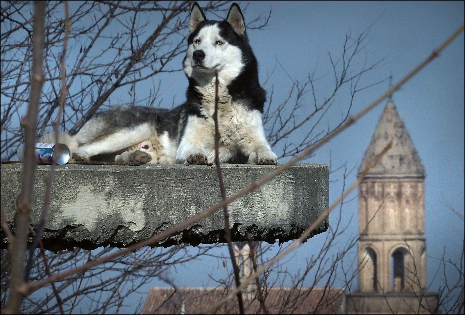 OLYMPUS DIGITAL CAMERA         